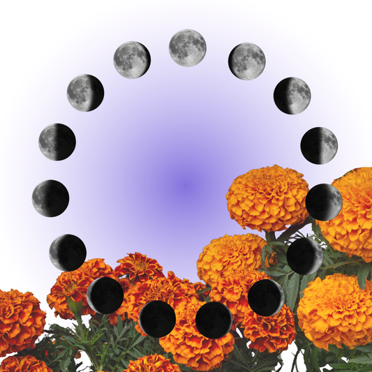 Platica with Yvette (1 hr)