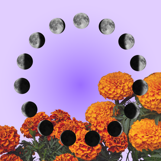 Platica with Yvette (1 hr)